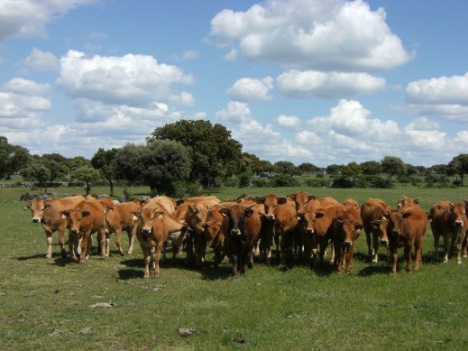 vacas campo