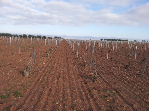 Viñedo en reestructuración