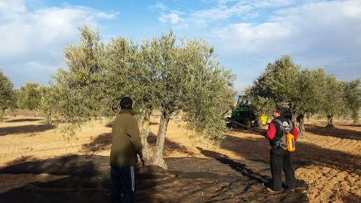 Vareando aceitunas