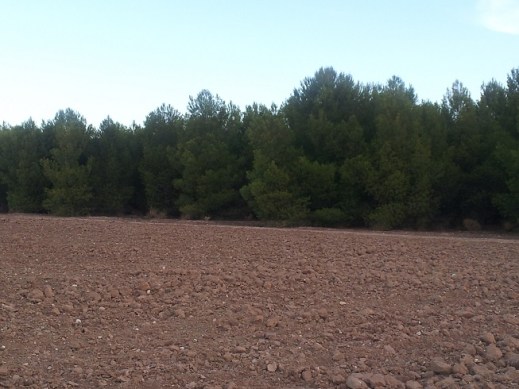 forestación de tierras agrarias