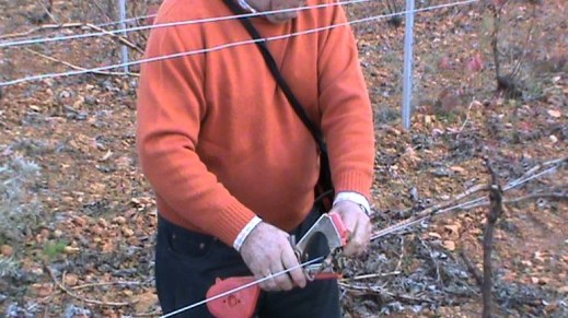 Reestructuración viñedo