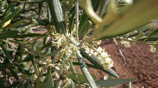 Flor de Olivo