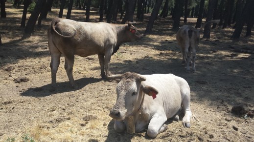 Ayudas ADSG Castilla-La Mancha