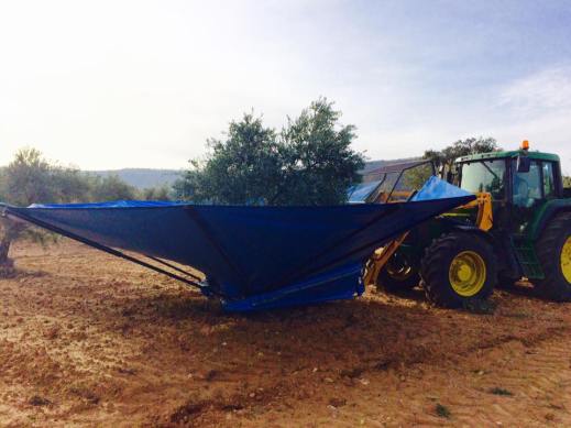 campaña de aceituna