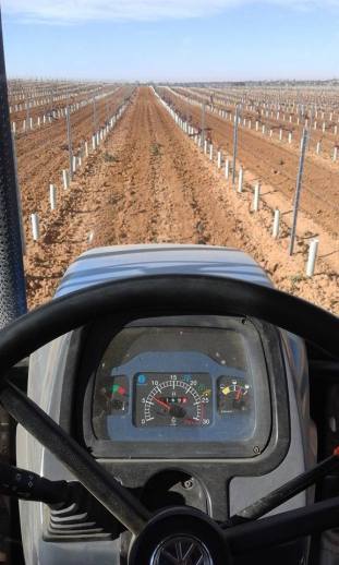 autorizaciones nuevas plantaciones viñedo