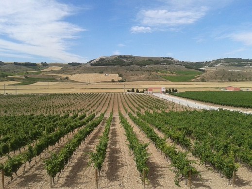 autorizaciones-plantacion-vinedo-castilla-la-mancha