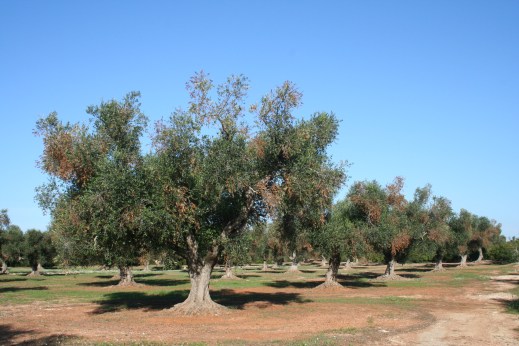 Xylella fastidiosa olivo