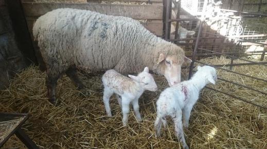 Ayuda Asociada al ovino 2016