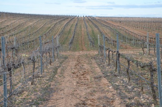 Reestructuración de viñedo Castilla-La Mancha