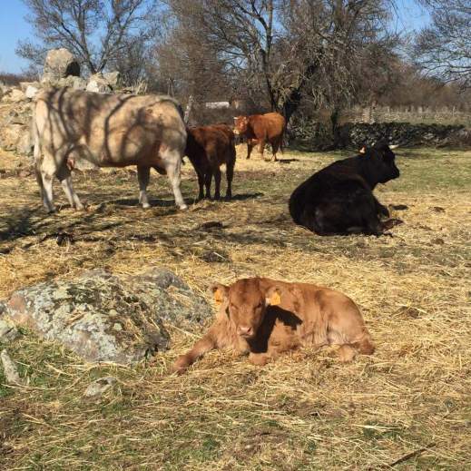 Ayudas asociadas vacuno
