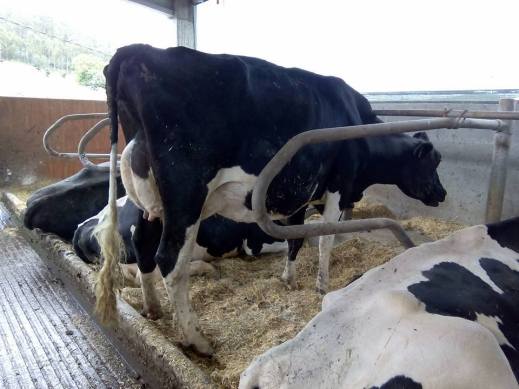 Programa reducción producción lechera.pdf