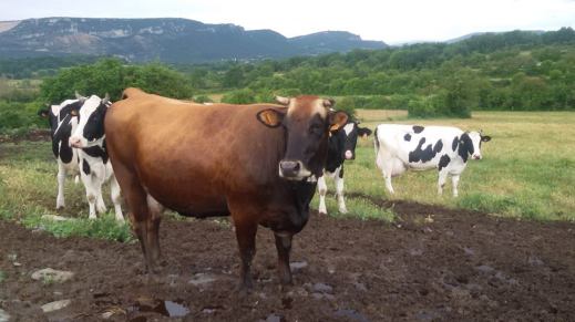 Indemnizaciones por sacrificio