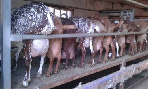 Día mundial de la leche