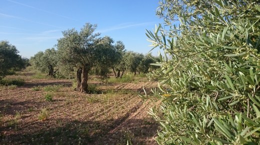 Precios aceite de oliva