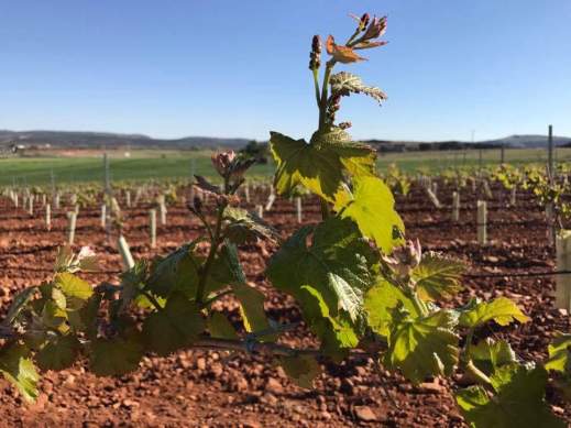 reestructuración del viñedo castilla-la mancha