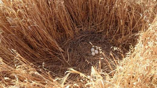 Red Natura 2000 financiación
