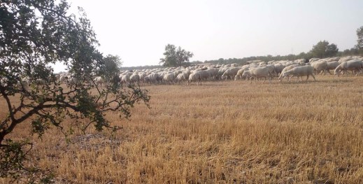 barbecho de interés ecológico