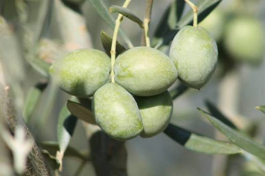 Producción aceite de oliva