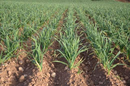 39 plan seguros agrarios