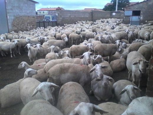 ayudas acopladas ovino caprino