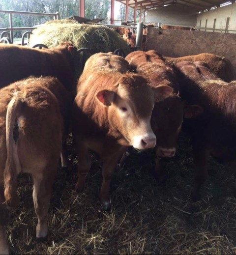 Seguimiento de precios sectores ganaderos