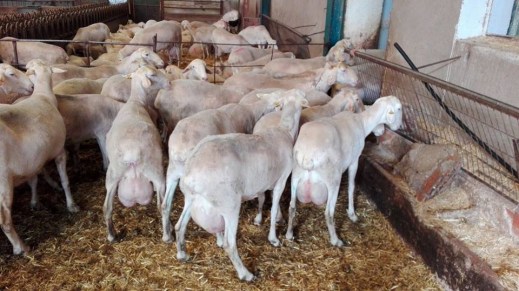 Ayudas control lechero razas autóctonas