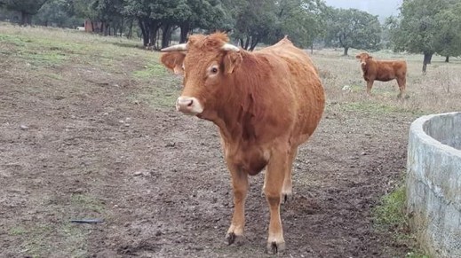 Planes Erradicación Tuberculosis bovina