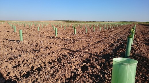 Reestructuración de viñedo