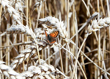nuevo reglamento de agricultura ecológica