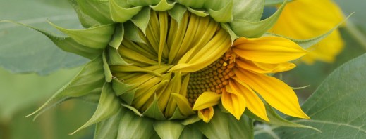 Seguros agrarios herbáceos extensivos