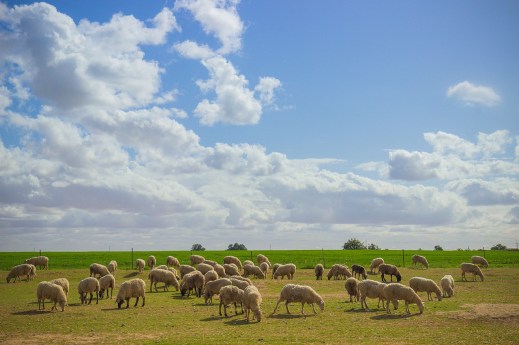 Ovejas seguro pérdida pastos