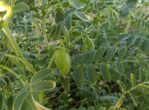 Ayuda asociada legumbres calidad