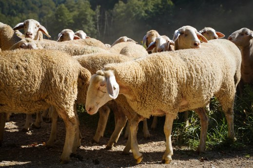 Ayudas asociadas ovino caprino 2018