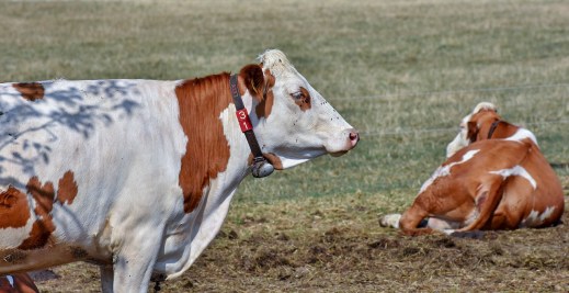 Ayudas asociadas vacuno de leche