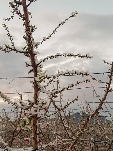 ayudas seguro agrario