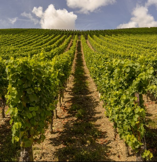 Reestructuración Viñedo