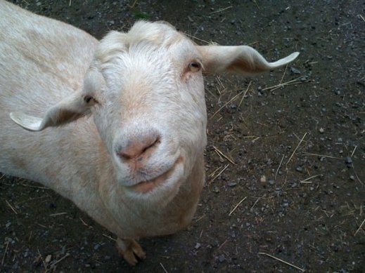 CNMC riesgo posición dominio productores