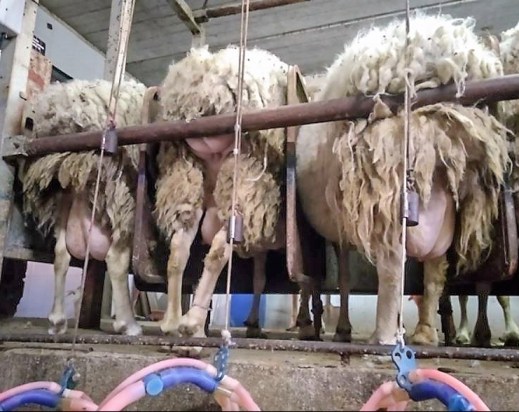 Precios leche de oveja y cabra