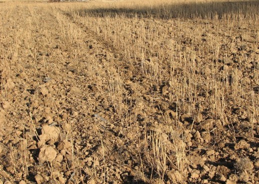 sequía cereales