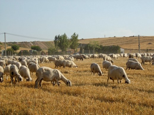 Seguro de retirada y destrucción de animales en explotación