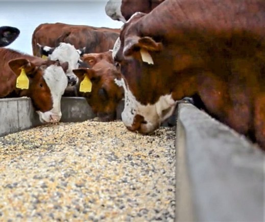 Precio de los piensos