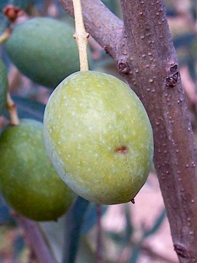 Situación mosca del olivo