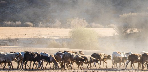PAC 2019 ayudas asociadas Ganadería