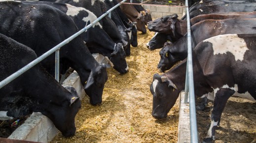 Vacuno de leche precios