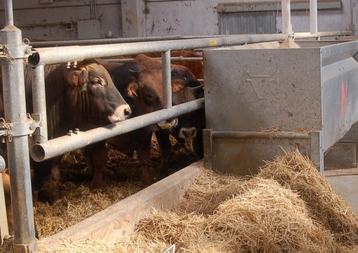 Ayudas asociada vacuno cebo 2019