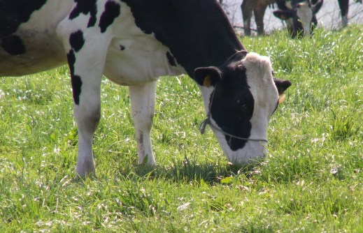 PAC 2019. Ayudas asociadas vacuno ovino caprino