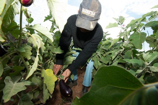 crisis coronavirus agricultura