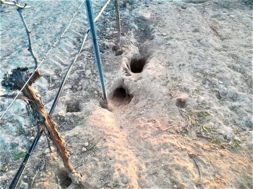 emergencia cinegética conejos