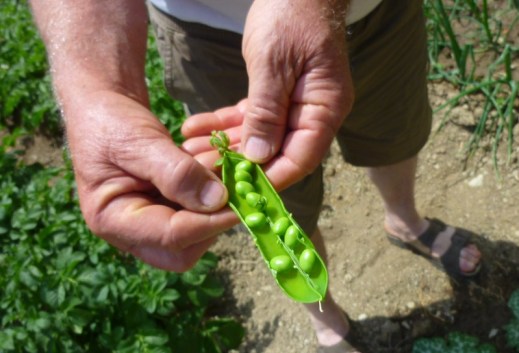 crisis coranavirus huertos familiares
