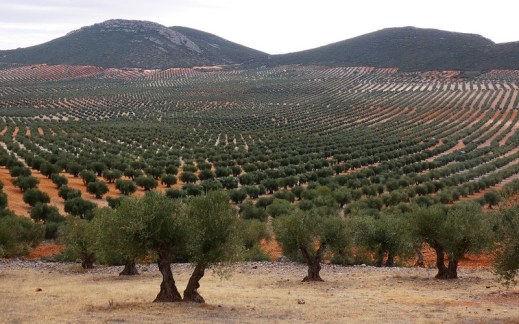 Medidas crisis aceite